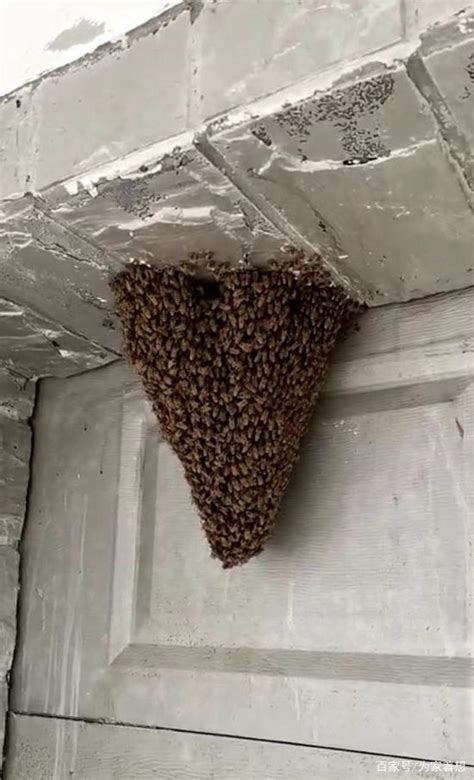 喜下面火 蜜蜂在家筑巢 风水